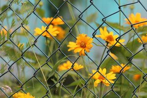 yellow-flowers-ga2b1ca2c7_1920.jpg